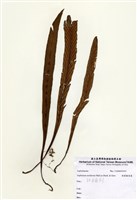 藏品(劍葉鐵角蕨)的圖片